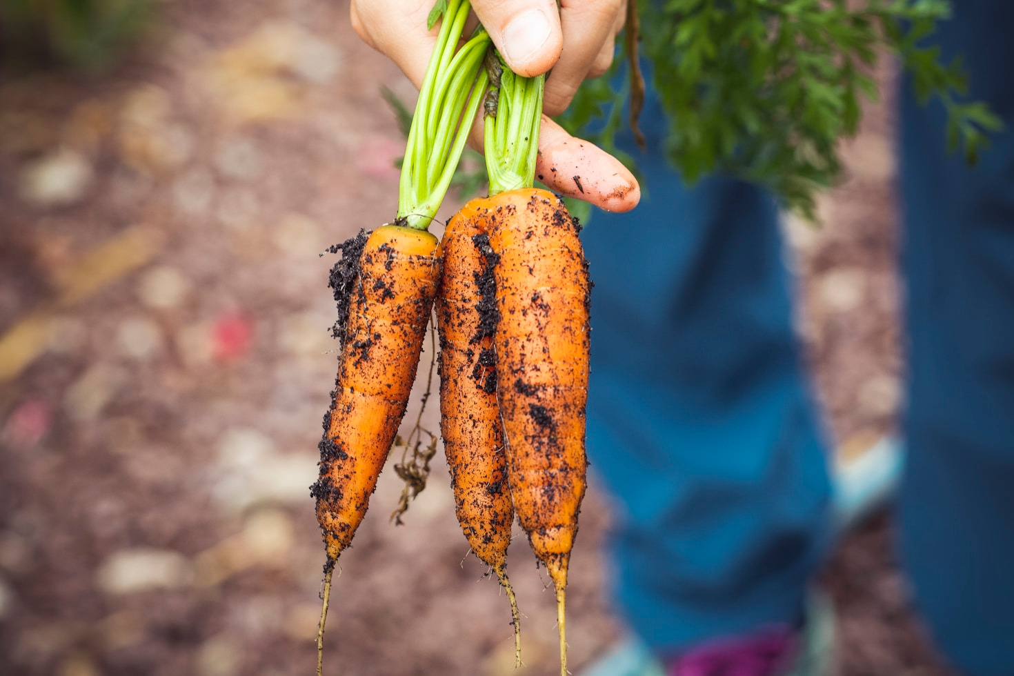 5 razones para elegir productos ecológicos locales